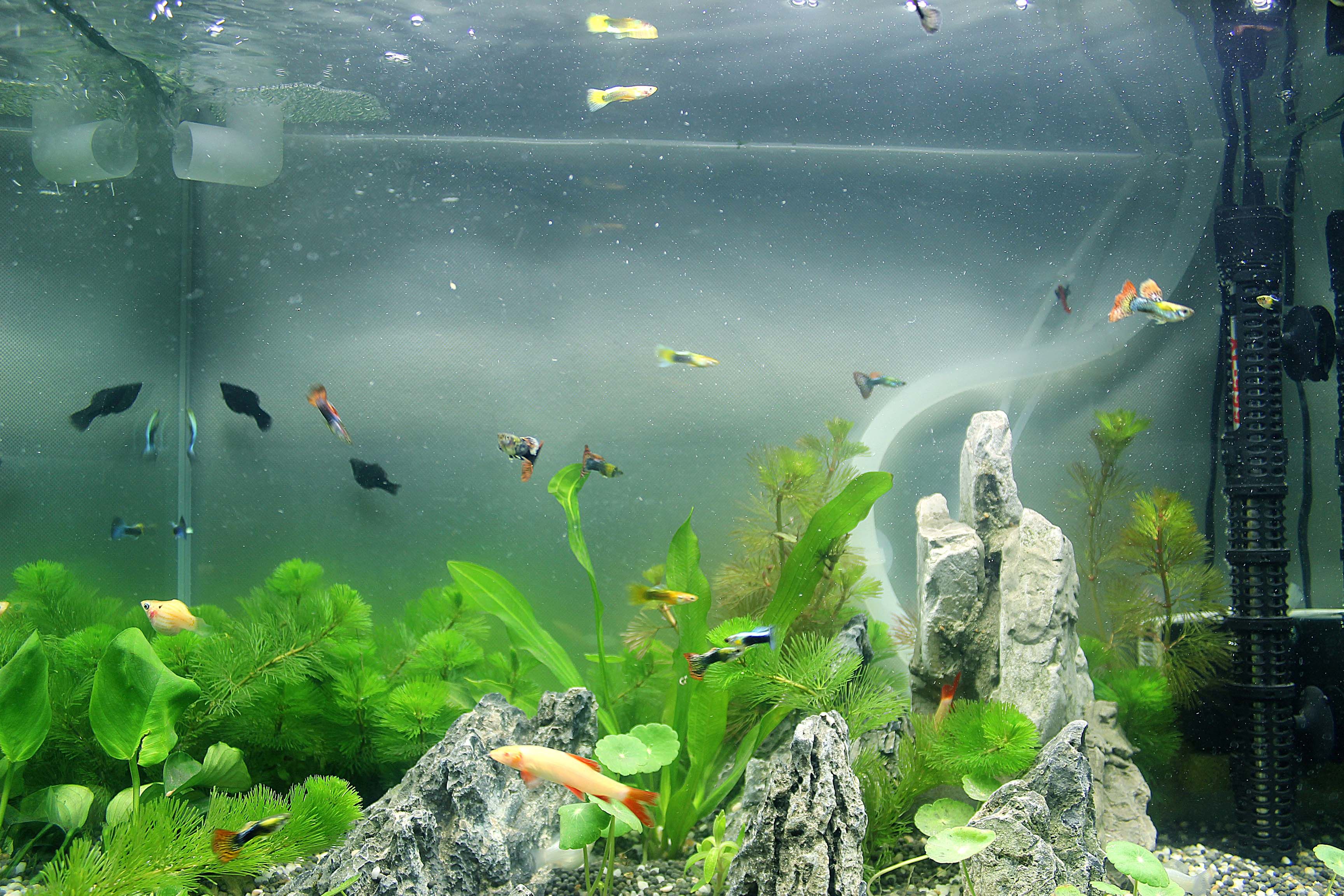 魚缸中出現大量小氣泡是否正常？解析原因與應對方法