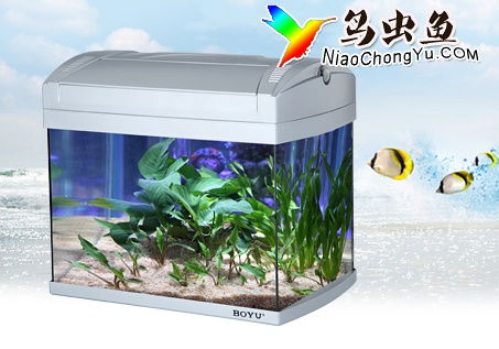 魚缸與水族箱 水族愛(ài)好中的詩(shī)意容器與生態(tài)世界